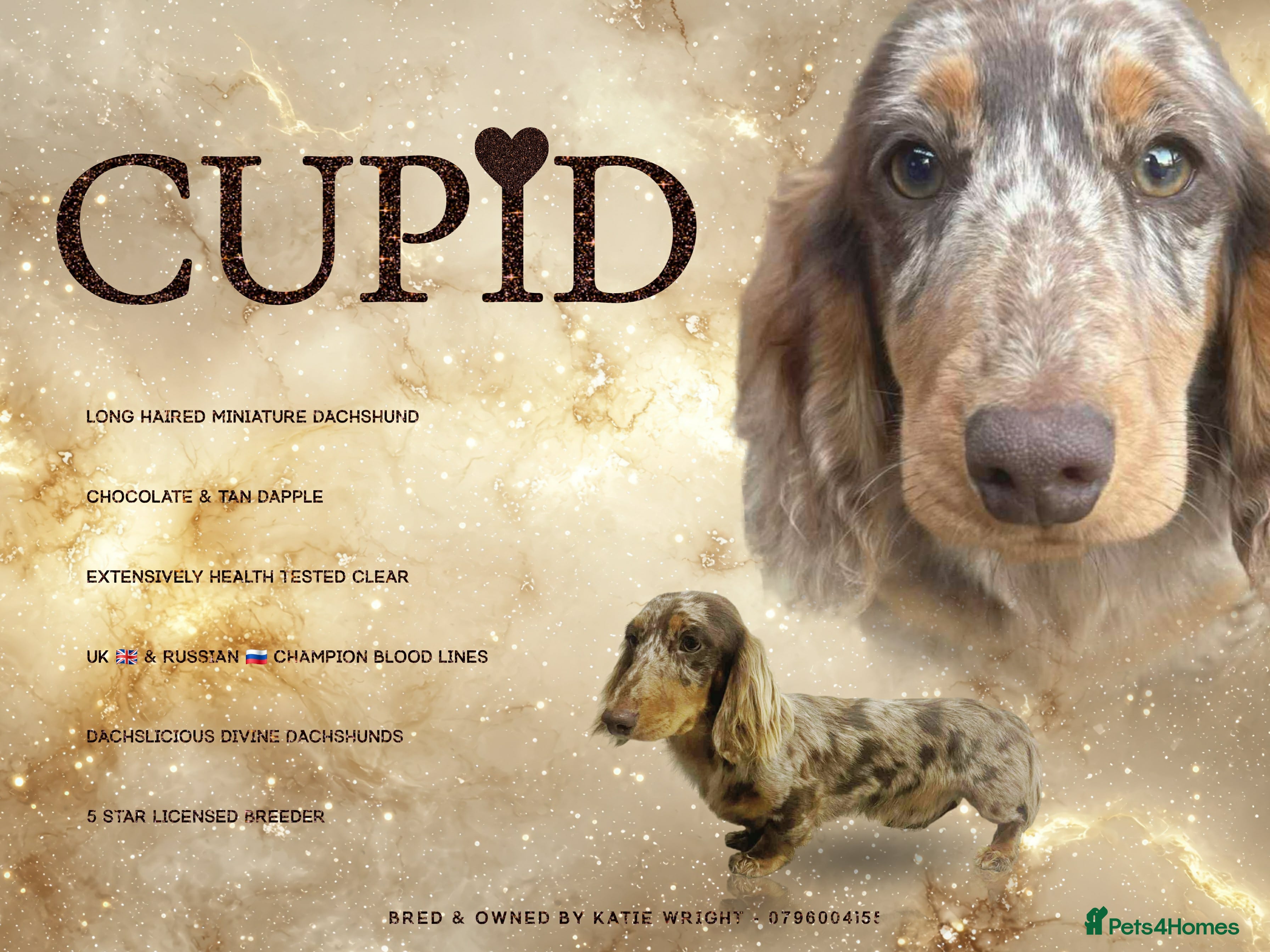 Miniature Dachshund dogs STUNNING CUPID AVAILABLE AT STUD - Advert 2