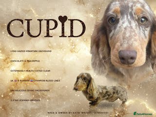 Miniature Dachshund dogs STUNNING CUPID AVAILABLE AT STUD - Advert 13