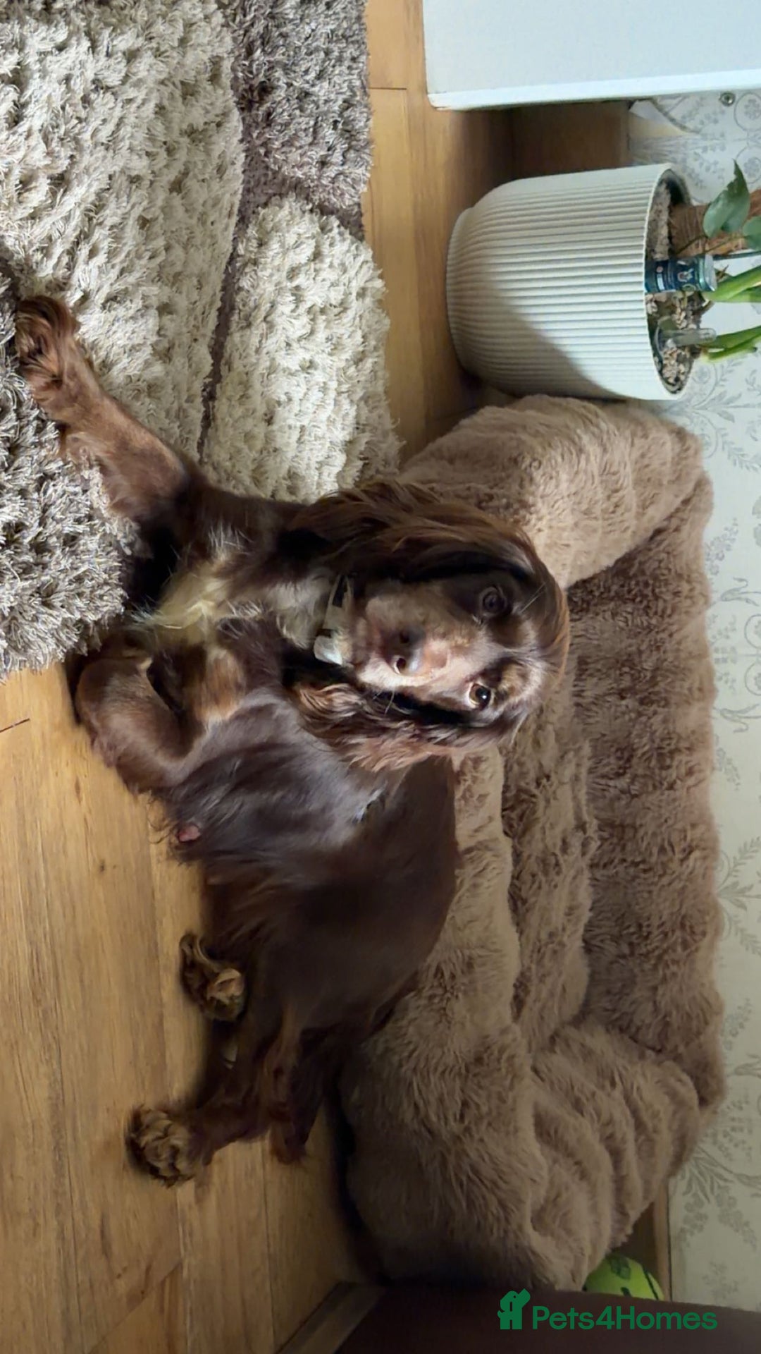 Cocker Spaniel dogs for sale: Cocker Spaniel Merle Puppies  - Advert 2