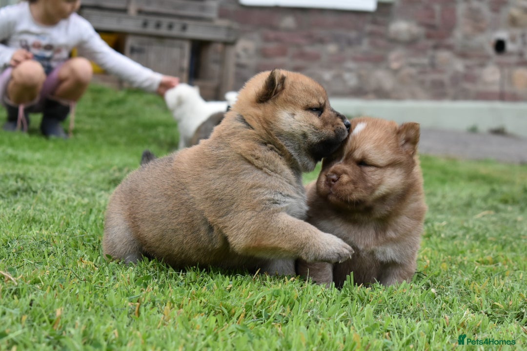Chow Chow dogs for sale: Genuine Teddy Bear Chowski Puppies - Image 24