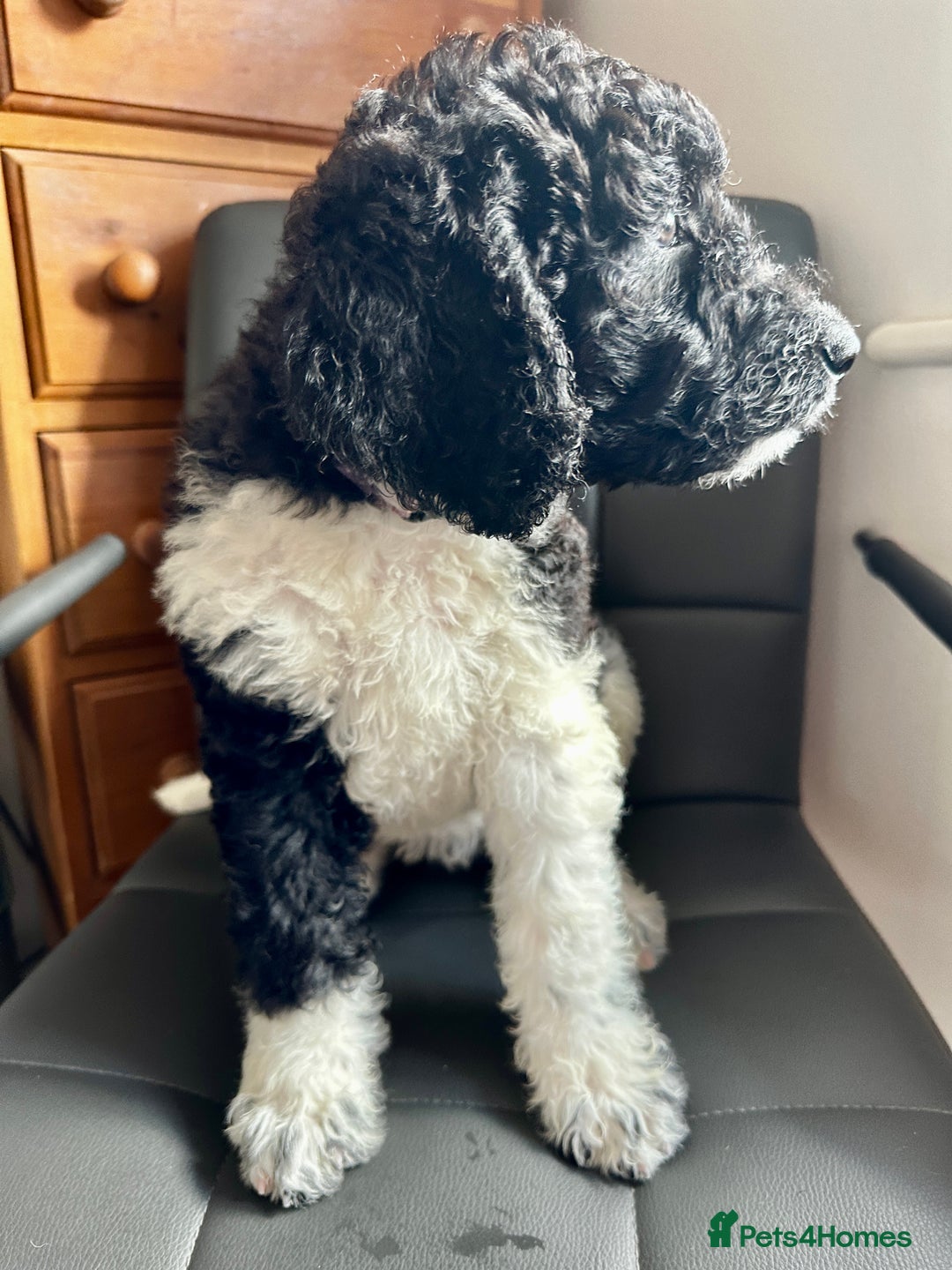 Mixed Breed dogs for sale: 🐾 St Beradoodle Puppies Health Tested Parents 🐾 in Sheerness - Image 6