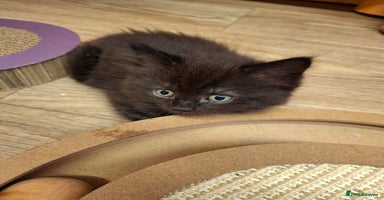 Ragdoll cats - Advert 9
