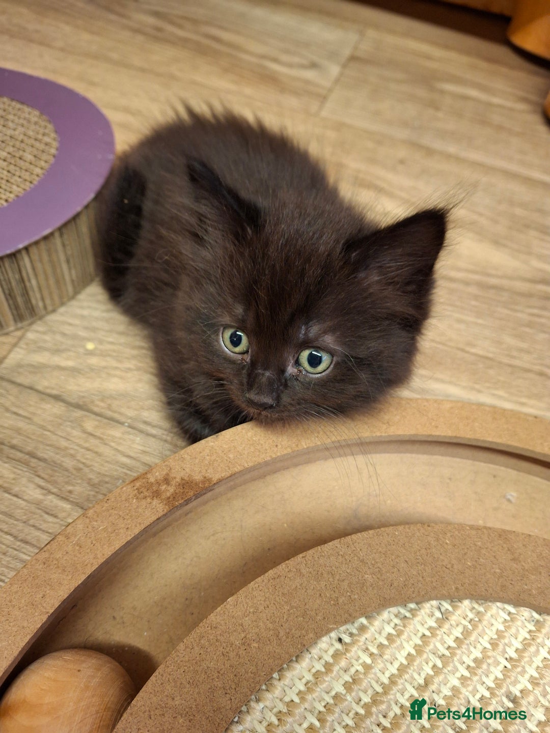 Ragdoll cats for sale: Ragdoll x BSH - Image 3