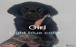 Mixed Breed dogs for sale: YOUR NEW BEST FRIEND IS WAITING!  - Image 3