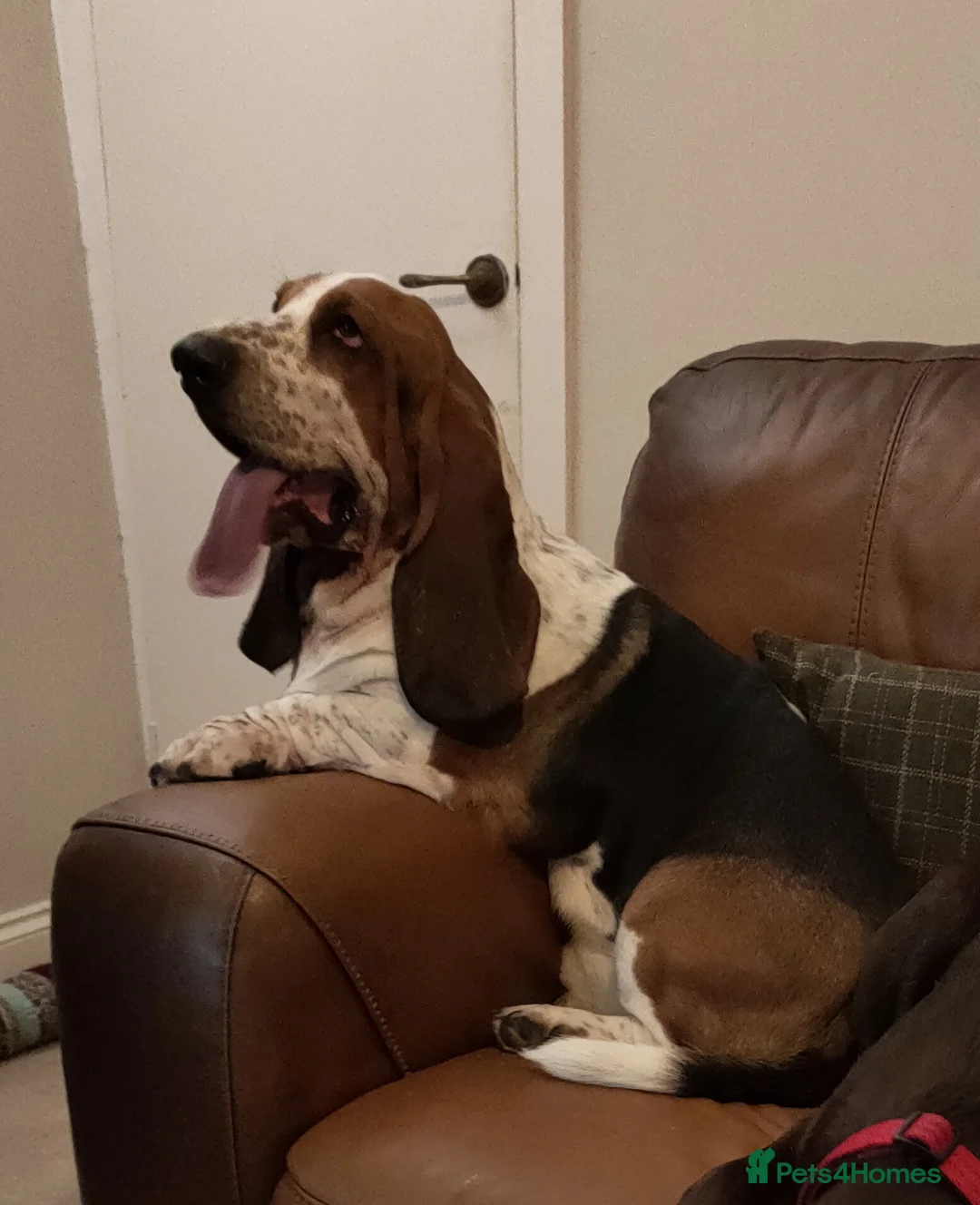 Basset Hound dogs for stud: Bert the basset  in Sheffield - Advert 2