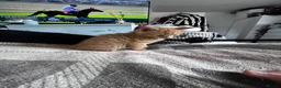 Mixed Breed cats for sale: 1rate ginger female 2 beautiful tabby boys - Advert 11