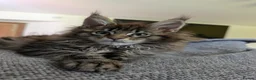 Maine Coon cats for sale: TICA Registered Maine Coon Kitten  - Advert 4