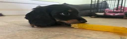 Miniature Dachshund dogs for sale: MINIATURE DACHSHUND PUPPIES  - Advert 23