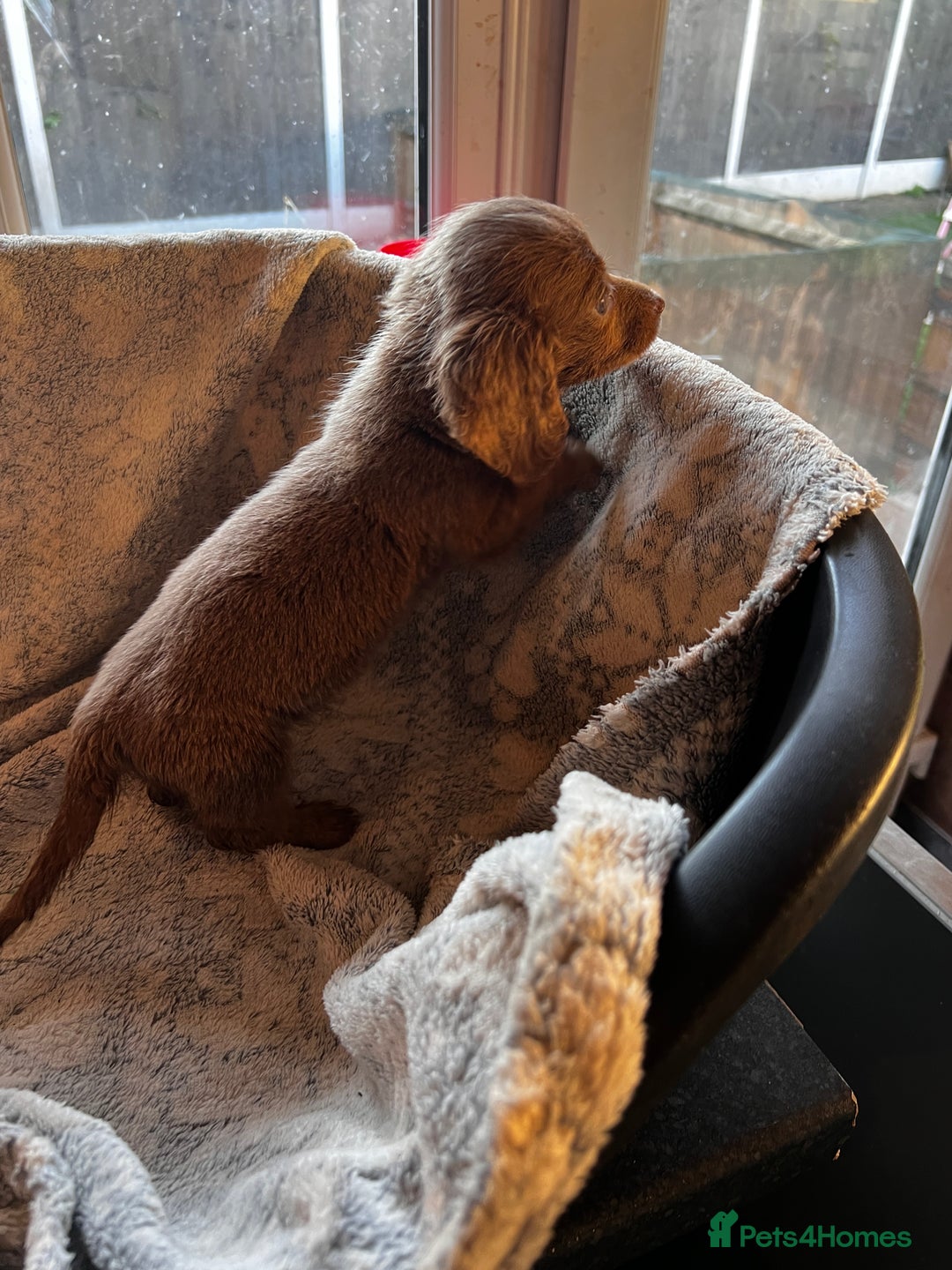 Miniature Dachshund dogs for sale: Miniature dachshund  - Image 7