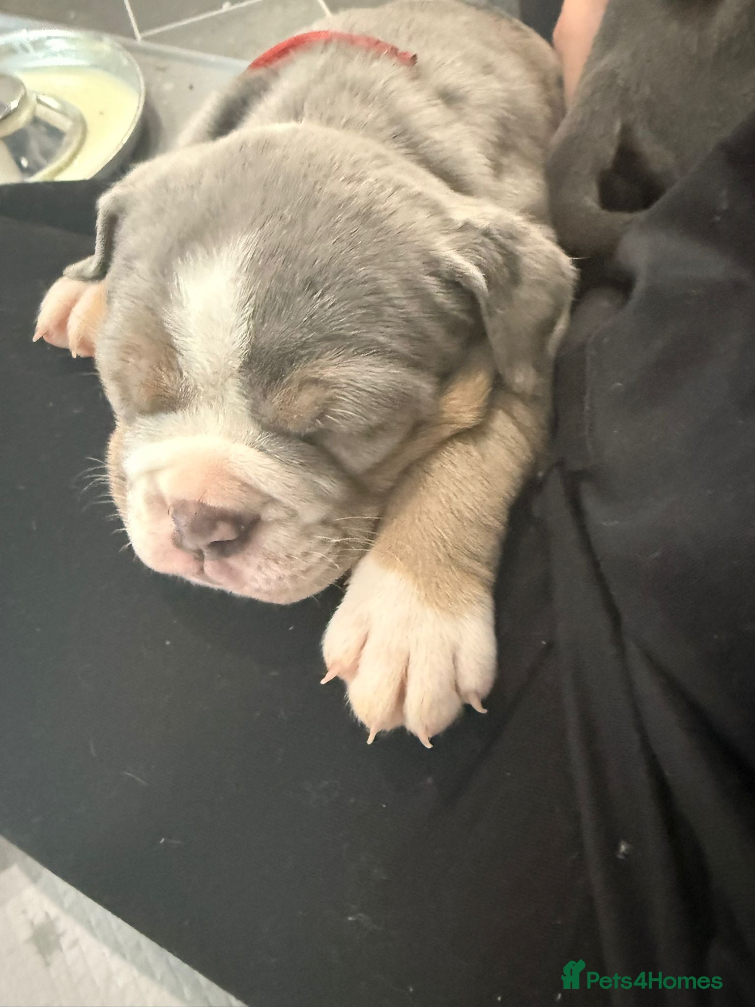 Olde English Bulldogge dogs Olde English Bulldogge puppies - Advert 3