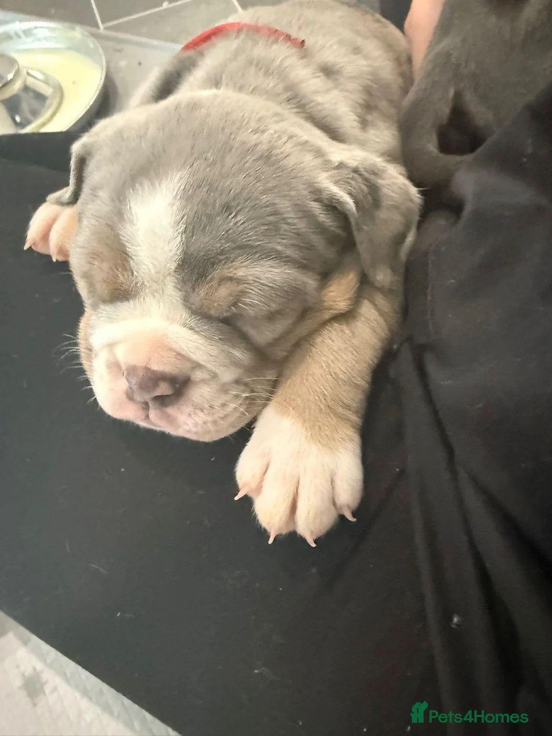 Olde English Bulldogge dogs for sale: Olde English Bulldogge puppies in Perth - Advert 1