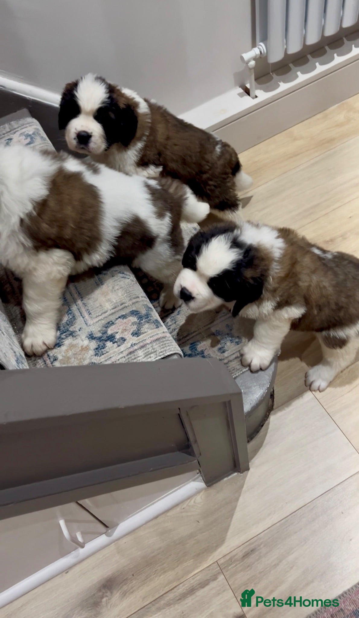 Saint Bernard dogs Perfect Show Quality KC registered Puppies - Advert 1