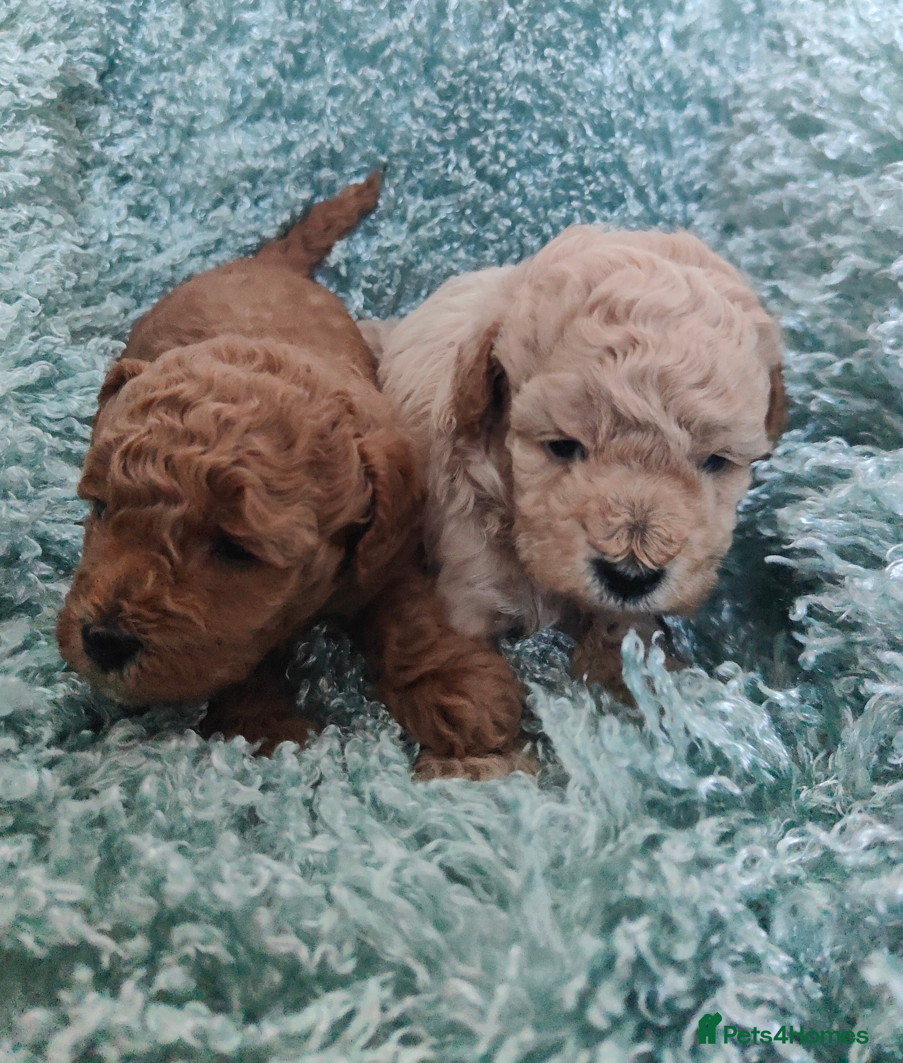 Cavapoo dogs Exquisite Cavapoo Boy and Girl, Red and Apricot,   - Advert 3