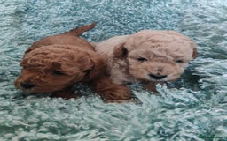 Cavapoo dogs for sale: Exquisite Cavapoo Boy and Girl, Red and Apricot,   - Image 1