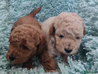 Cavapoo dogs for sale - Advert 1