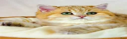 British Shorthair cats for sale: Meet Our Sweet British Shorthair Kittens in Nottingham - Advert 4