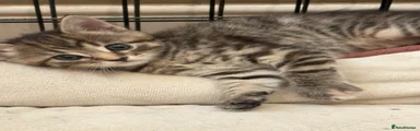 Maine Coon 1