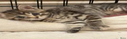 Maine Coon cats for sale: Maine coon cross - Advert 4