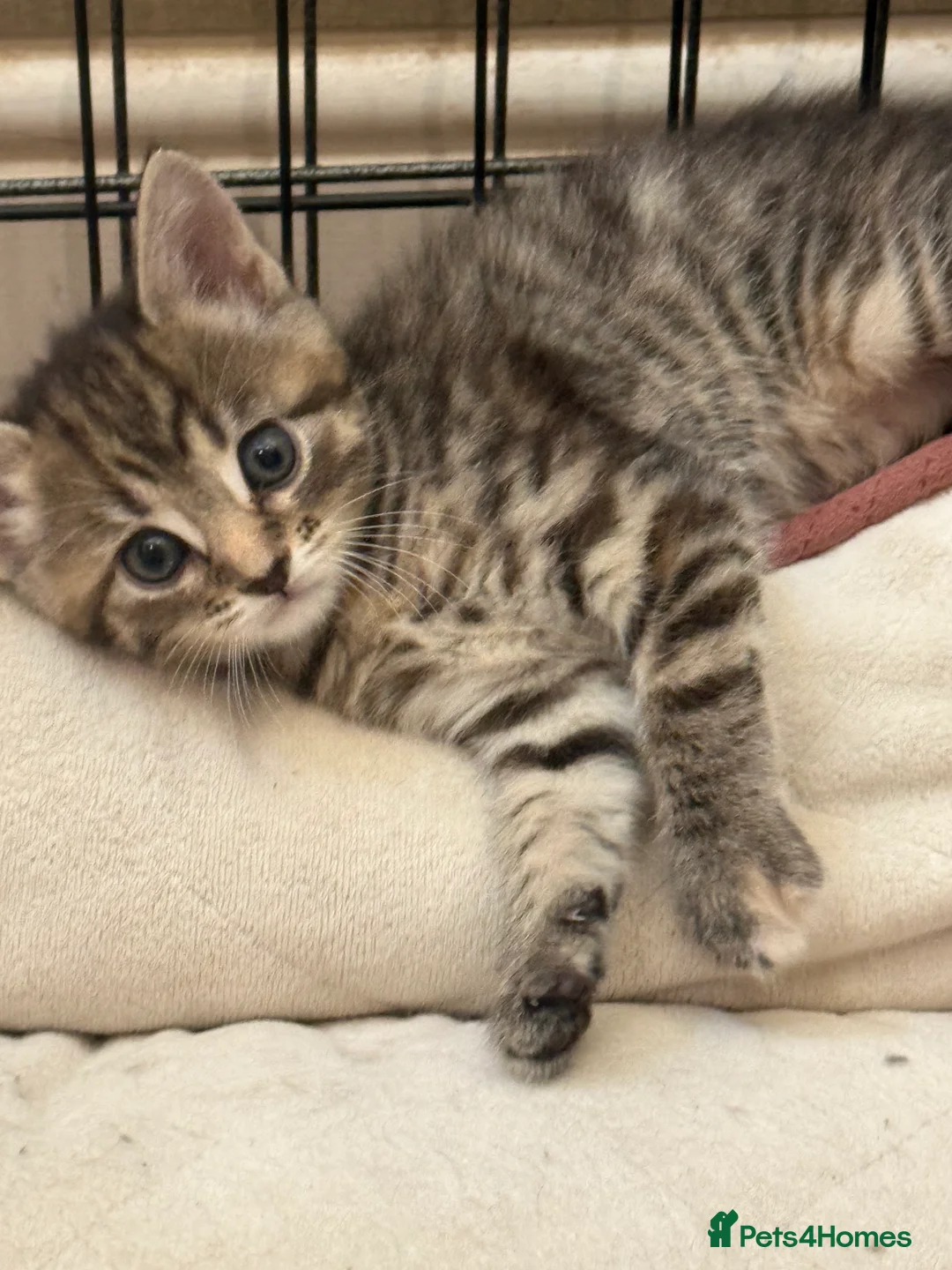 Maine Coon cats for sale: Maine coon cross - Advert 4
