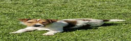 Jack Russell dogs for sale: Jack Russell puppies  - Advert 6