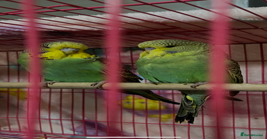 Budgerigars birds in Knutsford - Advert 9
