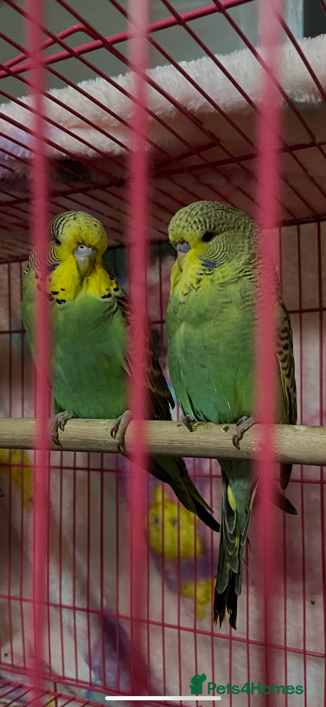 Budgerigars birds for sale: Baby Budgies’s xx males and females available  in Knutsford - Image 3