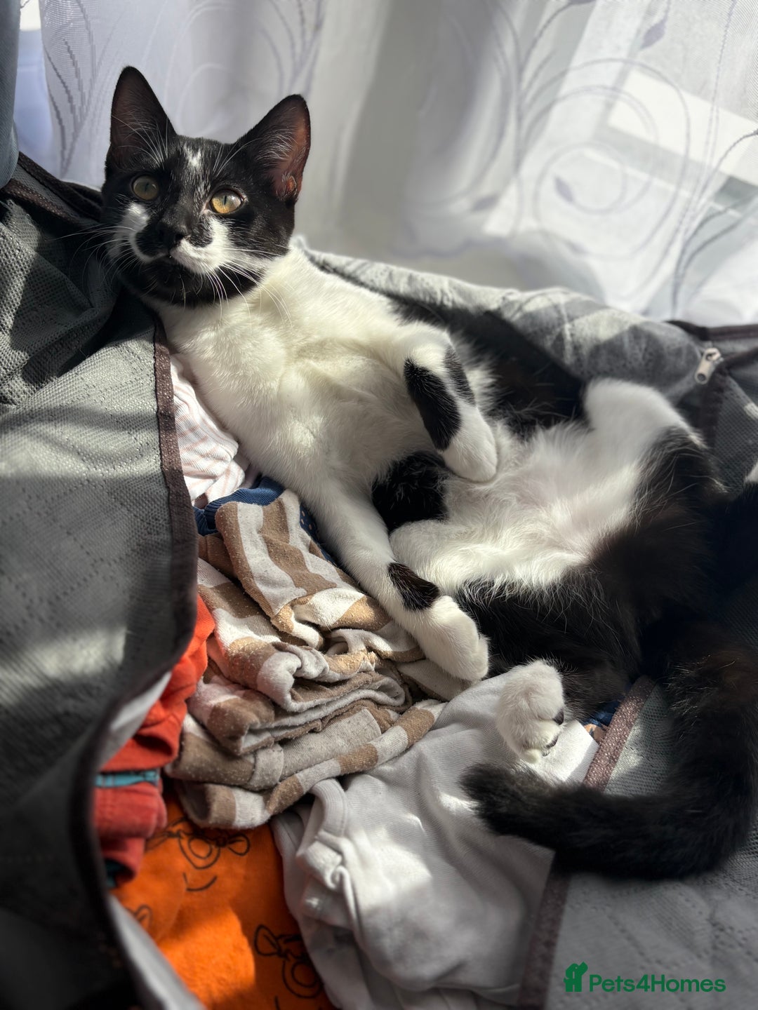 Domestic Shorthair cats for sale: Sister kittens - Advert 2