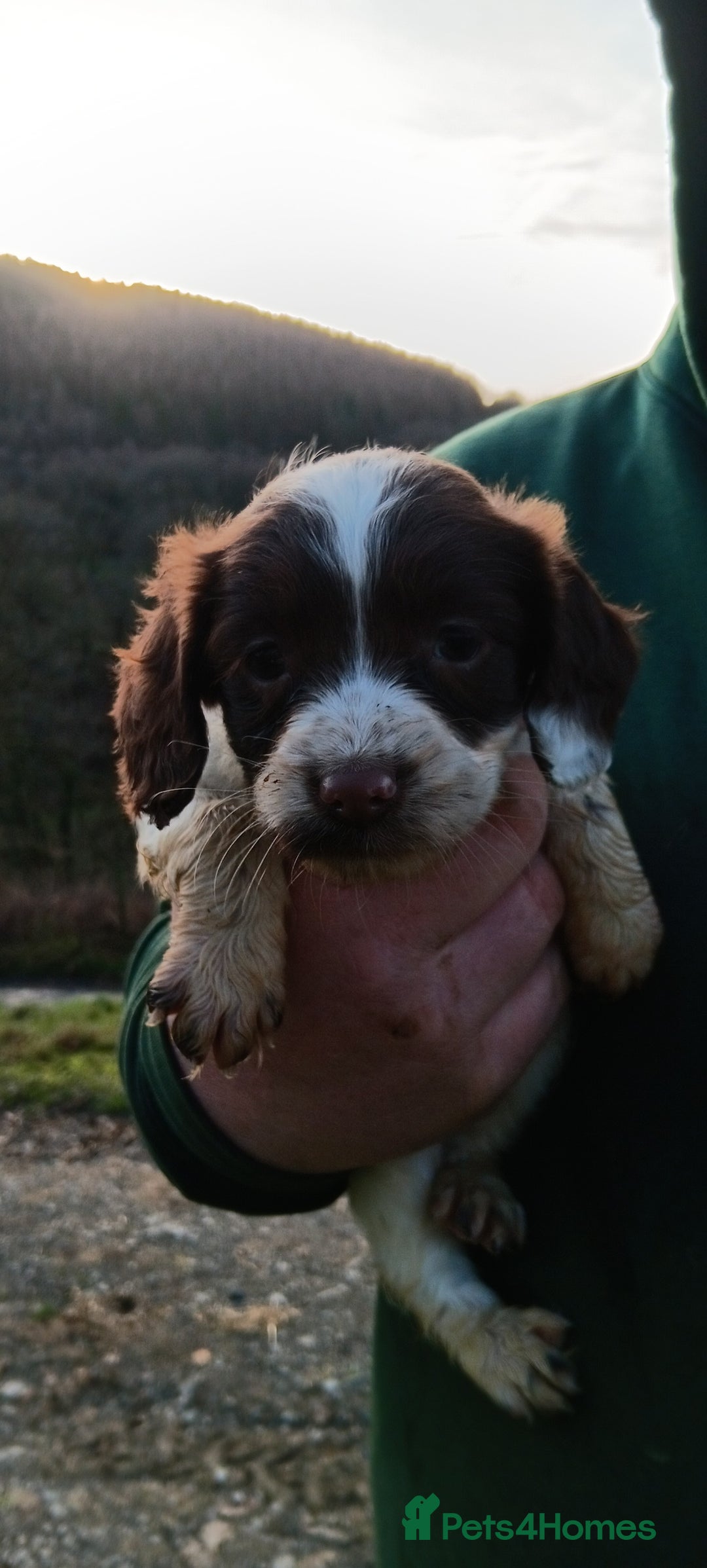 English Springer Spaniel dogs for sale: Springer spaniel puppies mother and father are kc  - Advert 4