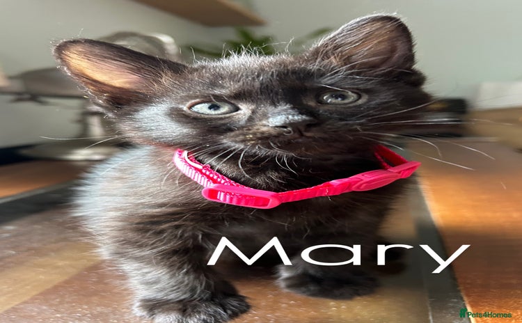 Mixed Breed cats - Advert 4