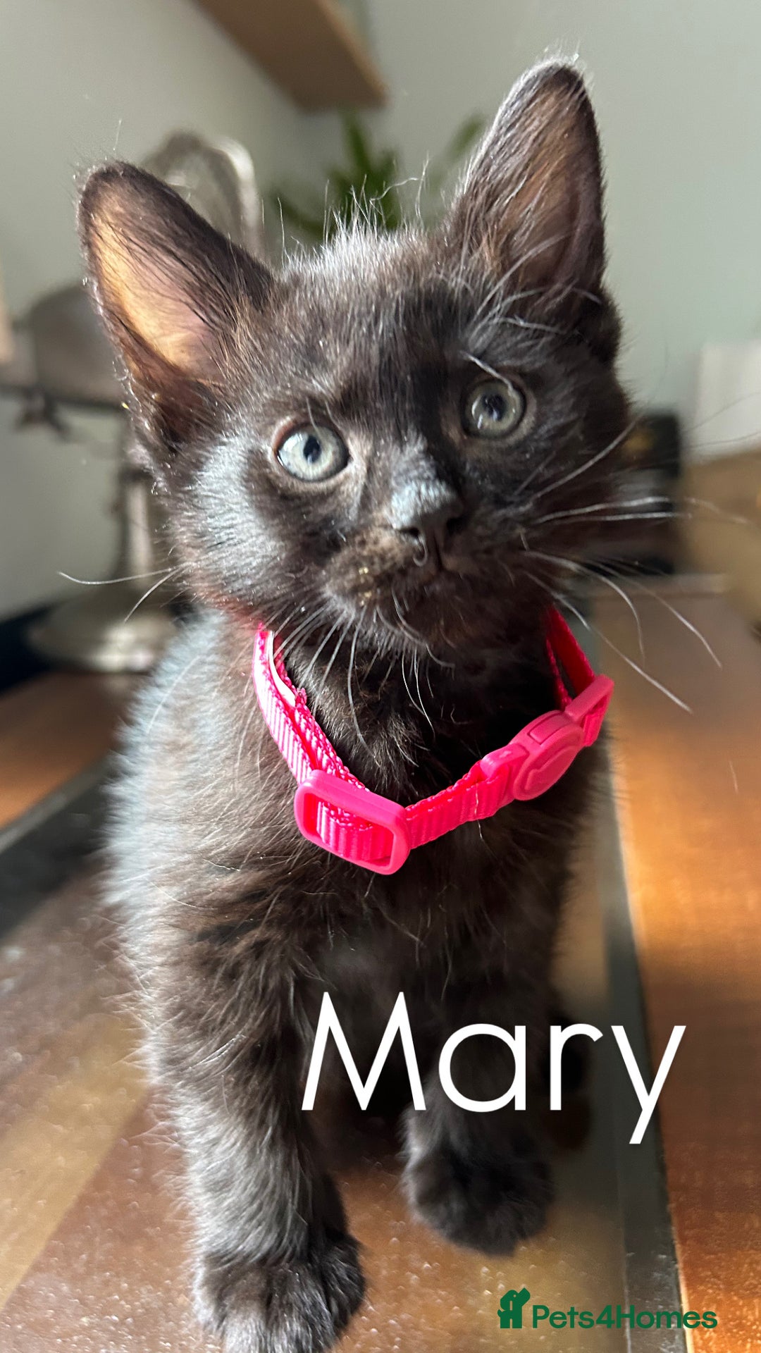 Mixed Breed cats for sale: 🐾 Adorable Kittens Looking for Loving Homes 🐾 - Image 1