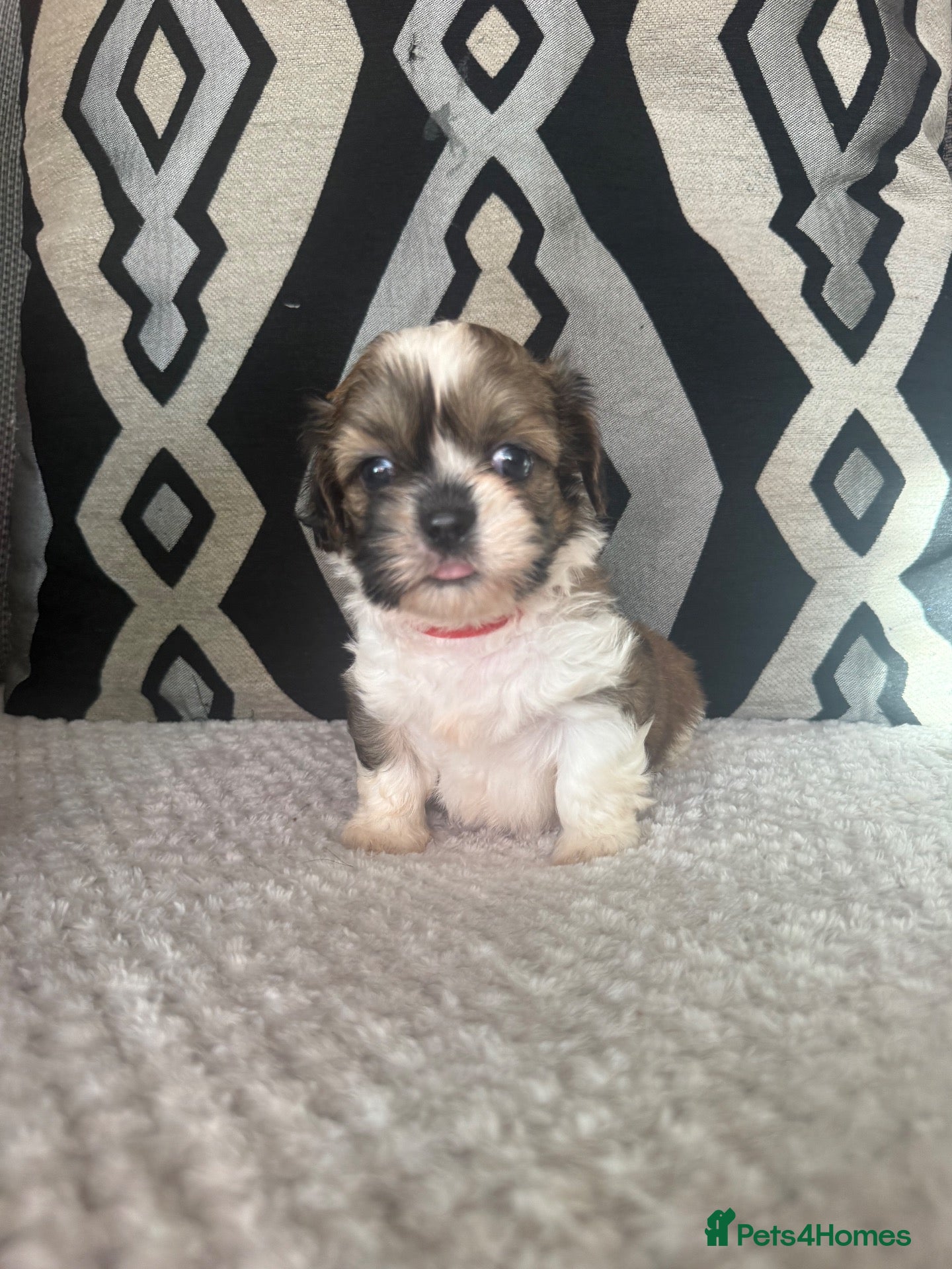 Shih Tzu dogs 6 beautiful Shih Tzu puppies  - Advert 10