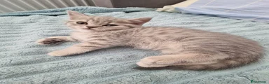British Shorthair Kitten 2 female