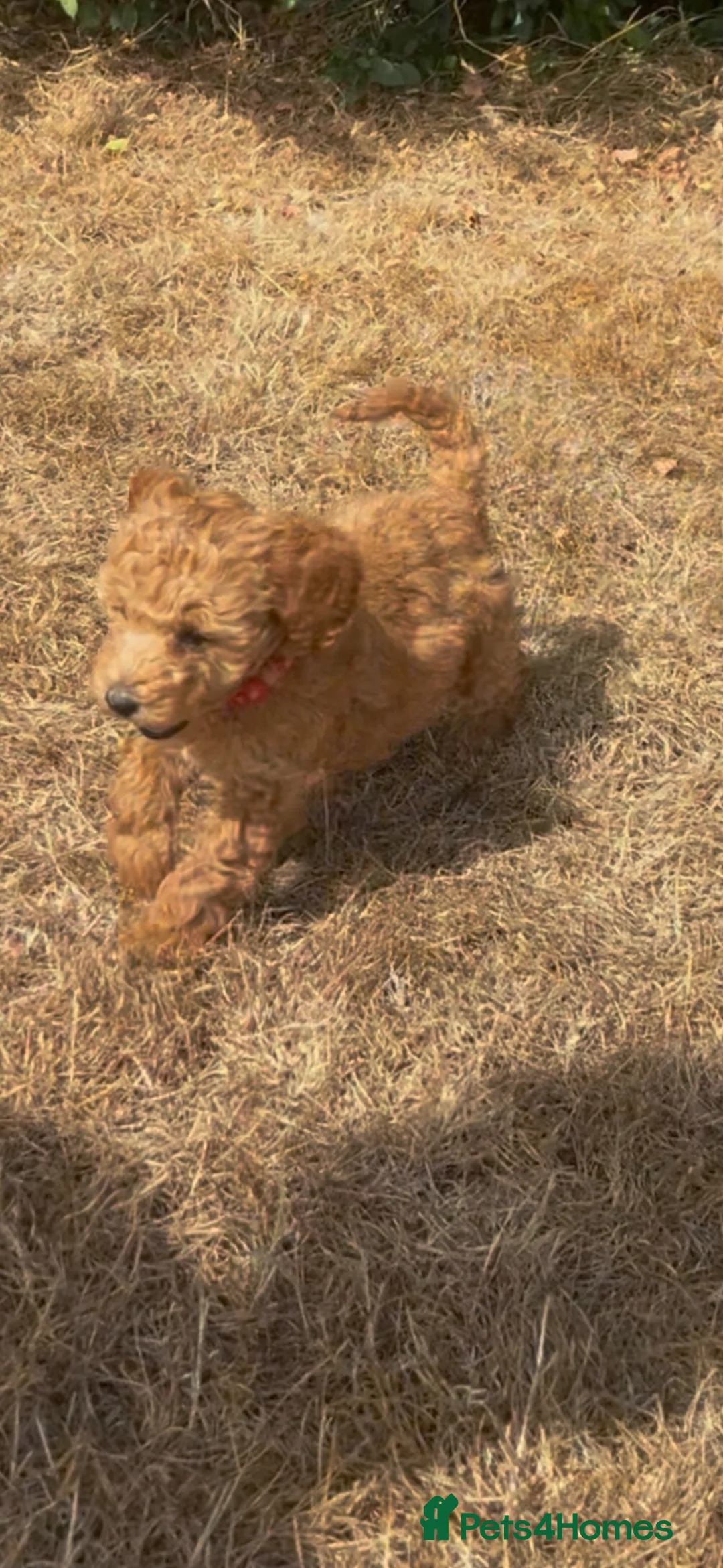 Cockapoo dogs for sale: Puppies are now sold  - Advert 22