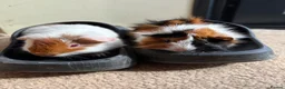 Guinea Pig rodents for sale: One female and one male guinea pig - Advert 2