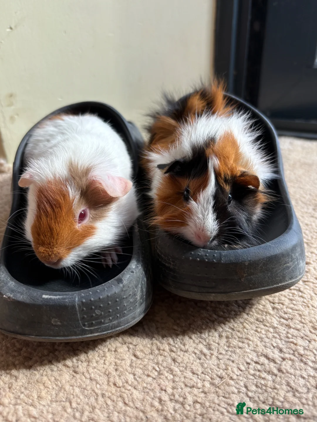 Guinea Pig rodents for sale: One female and one male guinea pig - Advert 2