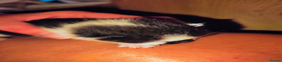 Mixed Breed Kitten 1