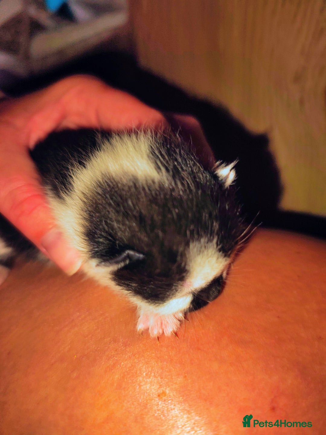 Mixed Breed cats for sale: Kittens - Image 20