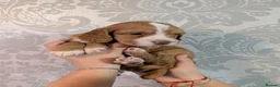 Cocker Spaniel dogs for sale: Four Pure-Bred Cocker Spaniel Puppies Available in Nottingham - Advert 5