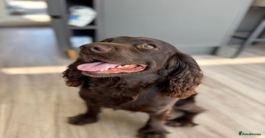 Sprocker dogs - Advert 6