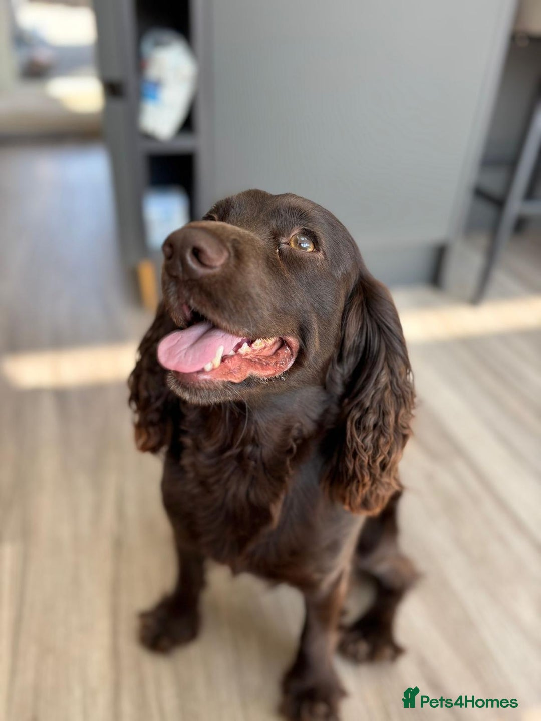 Sprocker dogs for sale: Beautiful Sproker pups for sale   - Image 2
