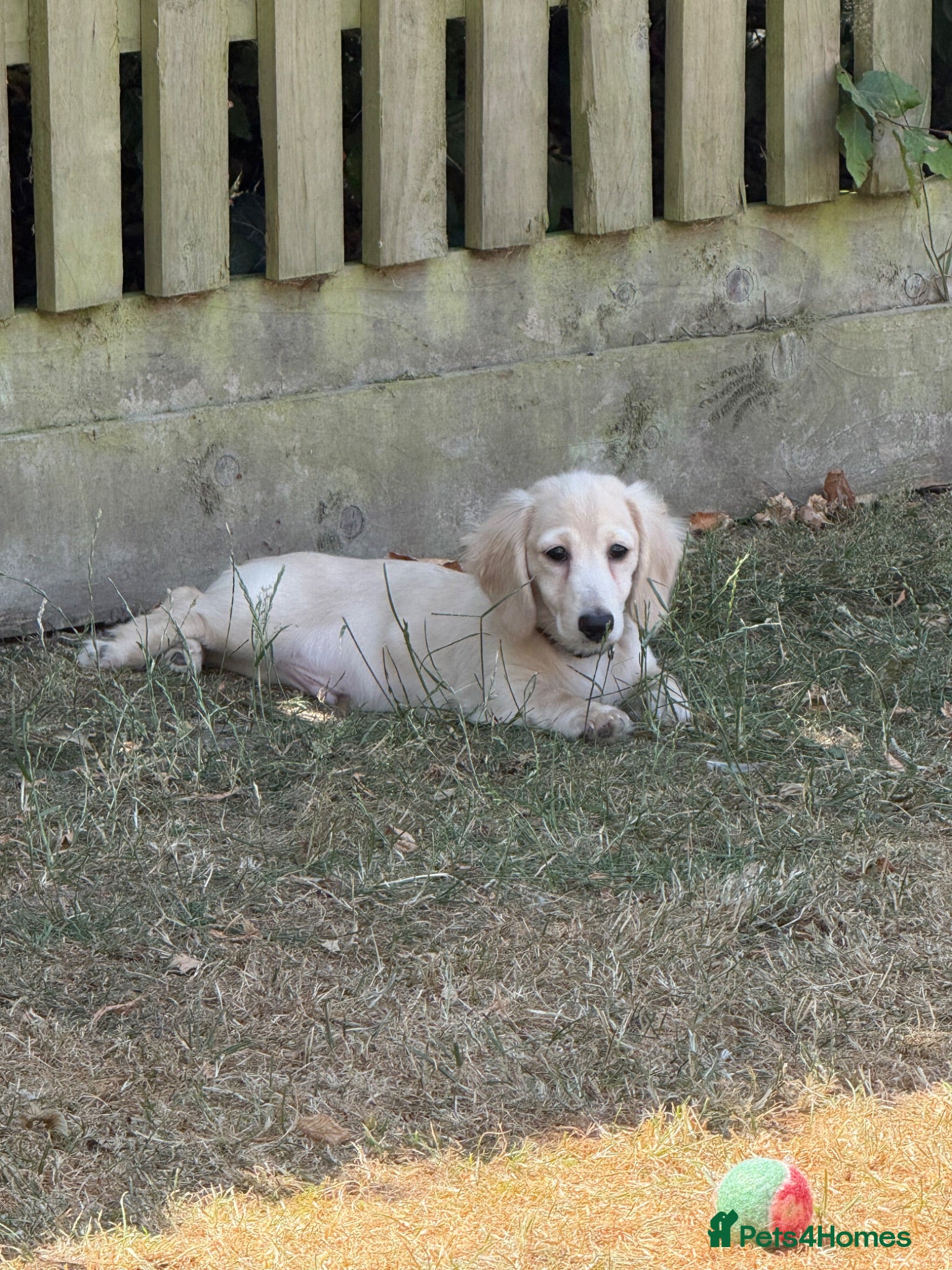 Miniature Dachshund dogs Re available due to let down kc cream - Advert 2