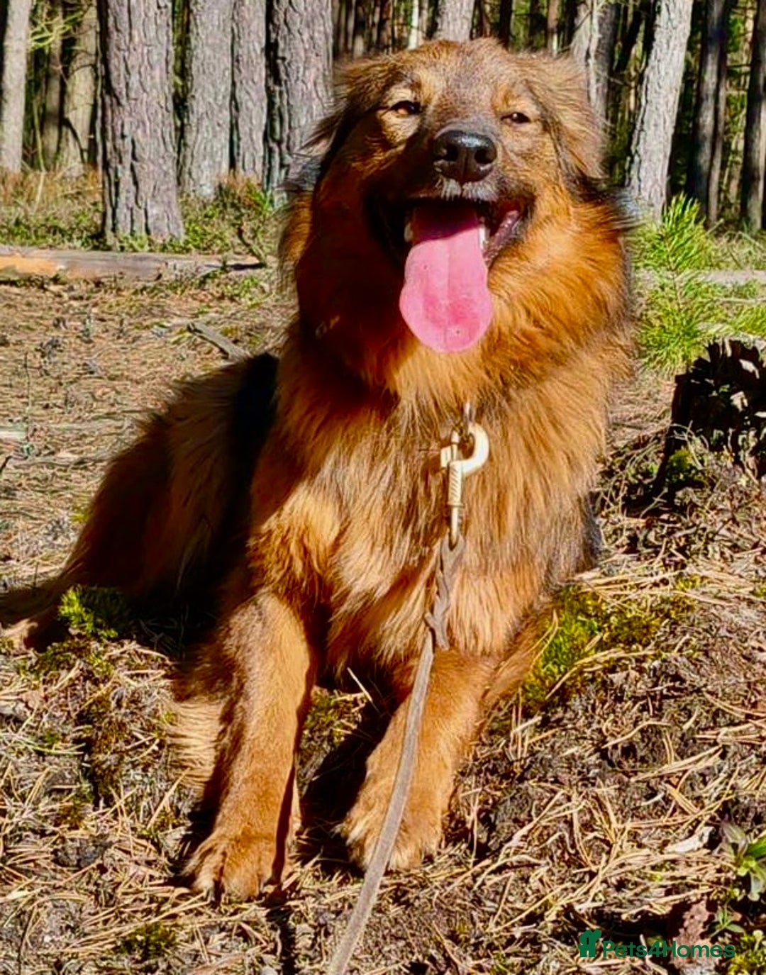 Border Collie dogs for adoption: Frida: From the Side of the Road - Image 5