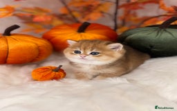 British Shorthair cats for sale: Golden British Shorthair  - Image 36
