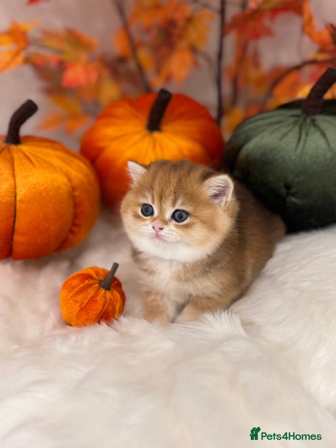 British Shorthair cats for sale: Golden British Shorthair  - Image 36