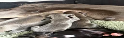 Lurcher dogs for sale: Lurcher pups - Advert 3