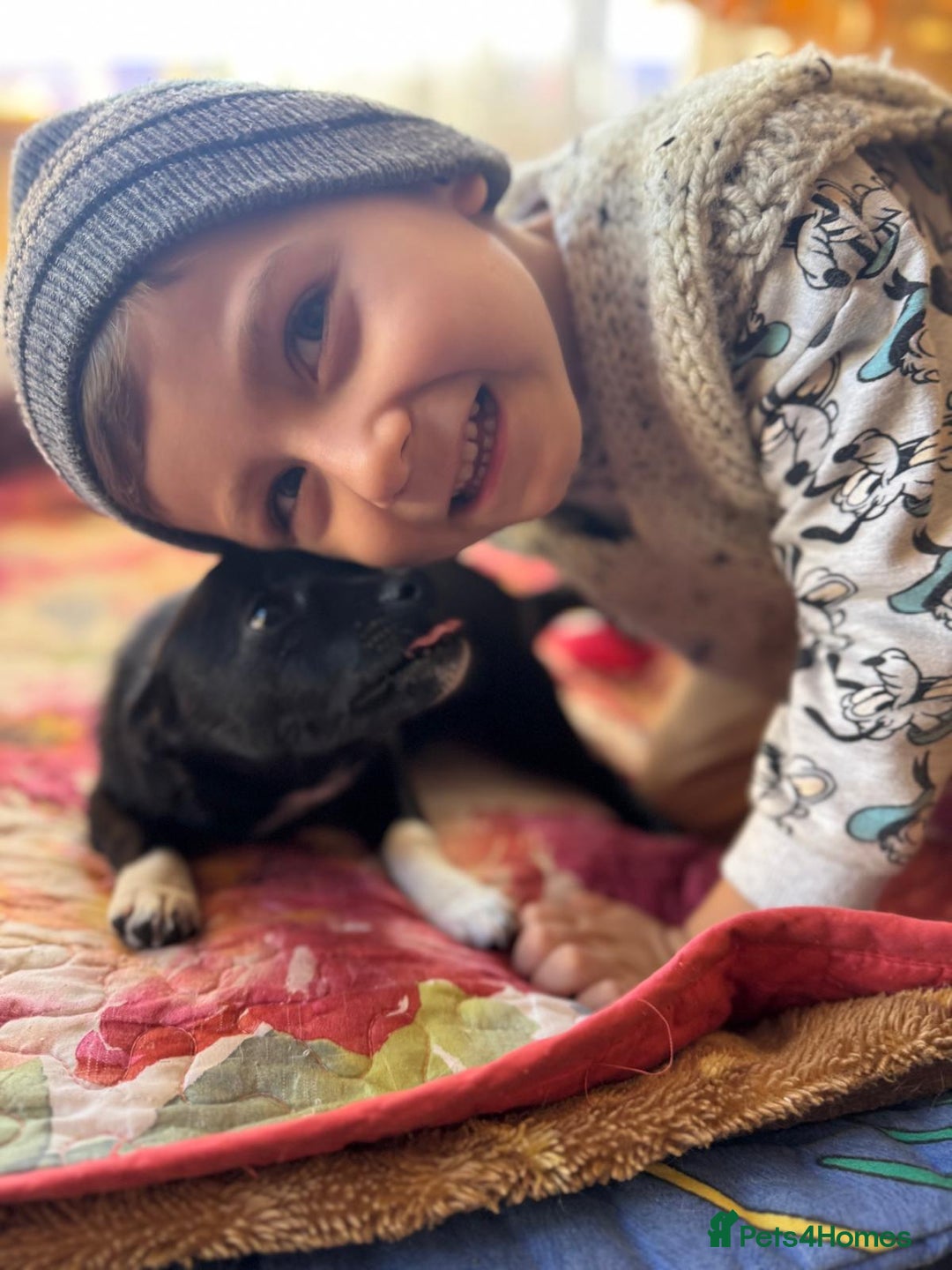 Mixed Breed dogs for adoption: FLORA - a Lovely tiny puppy girl for a Loving Home - Advert 8