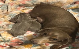 Miniature Dachshund dogs for sale: Isabella and tan miniature dachshund  - Image 7