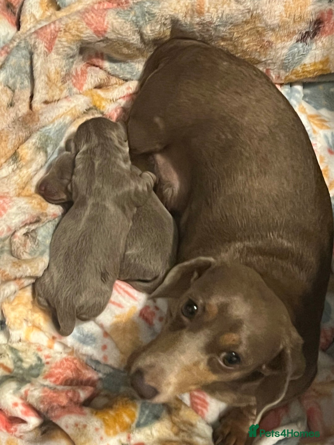 Miniature Dachshund dogs for sale: Isabella and tan miniature dachshund  - Image 7