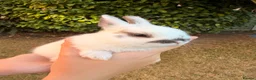 Netherland Dwarf rabbits for sale: Purebred Netherland Dwarf - Advert 3