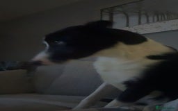 Border Collie dogs for sale: 1 year old border collie(boy) - Image 5